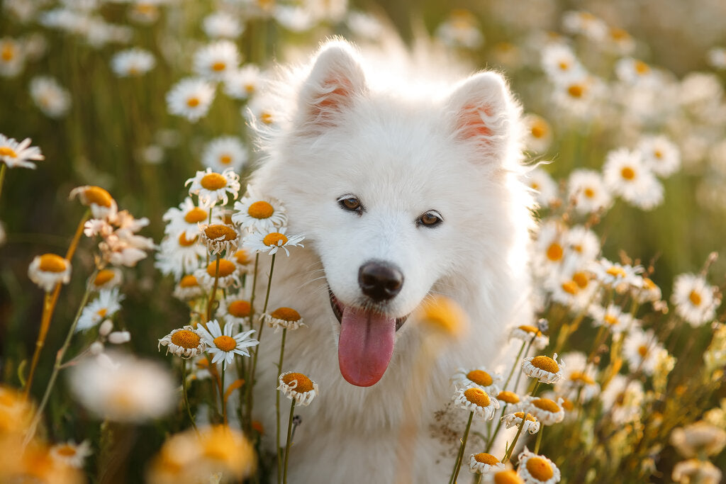 Most Beautiful Dog Breeds 9 Good Looking Pups!