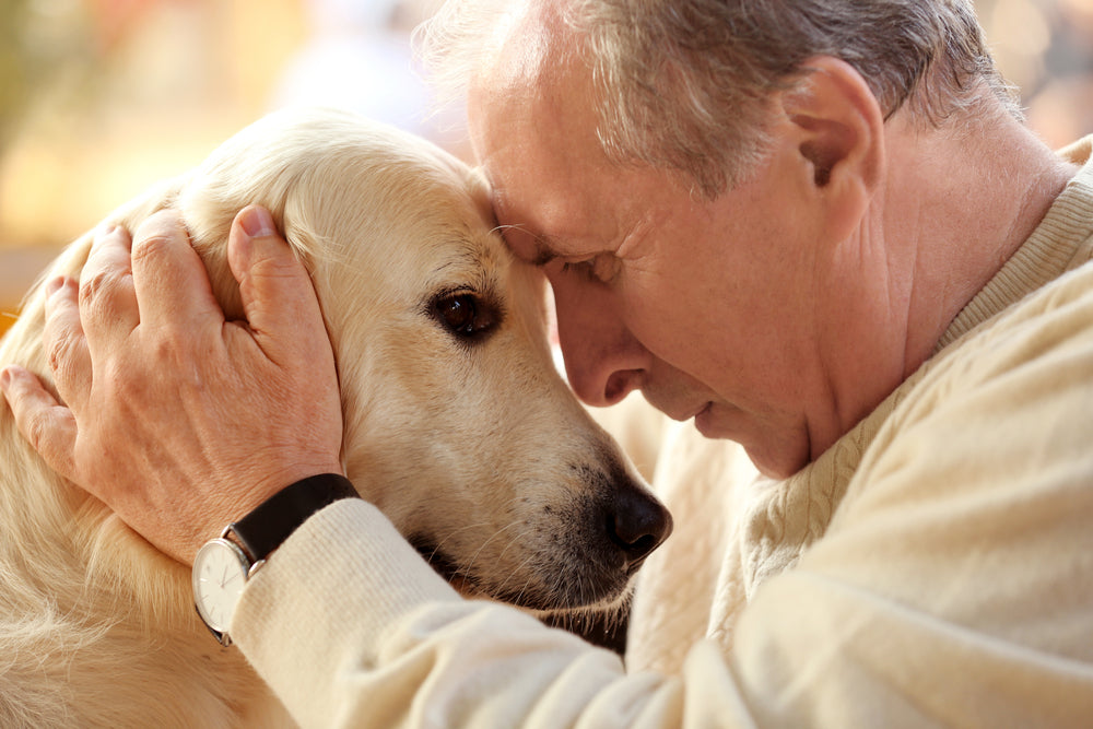 is canine dementia fatal