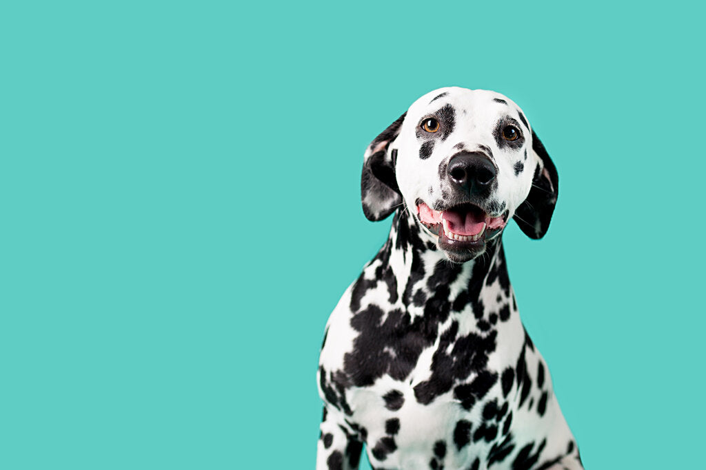 what dog breeds have spots