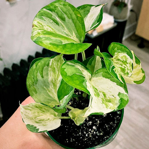 Pothos manjula