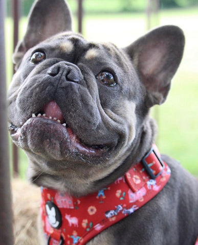 fred the french bulldog interviewed by butter biscuit. An online store for dogs and dog lovers