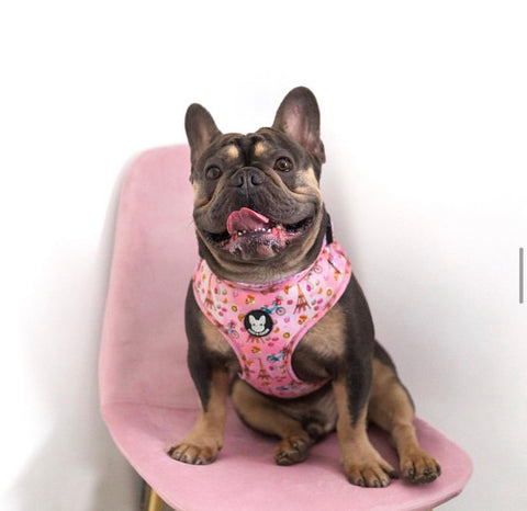 fred the french bulldog interviewed by butter biscuit. An online store for dogs and dog lovers