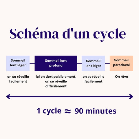 Schéma du cycle du sommeil, avec des cases colorés pastel, bleu foncé et orange. Une flèche indiquant la durée de 90 minute.