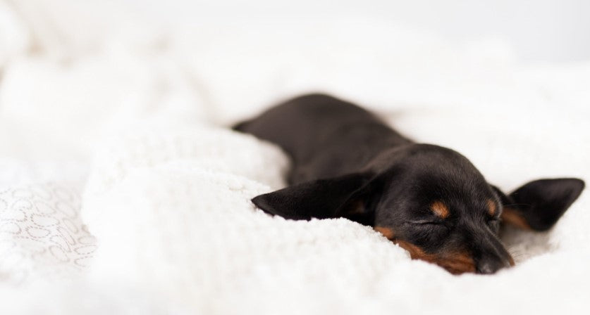 why do dogs sleep under the blankets