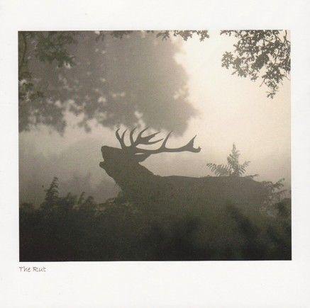 Rutting Stags Sepia Card - Penny Black