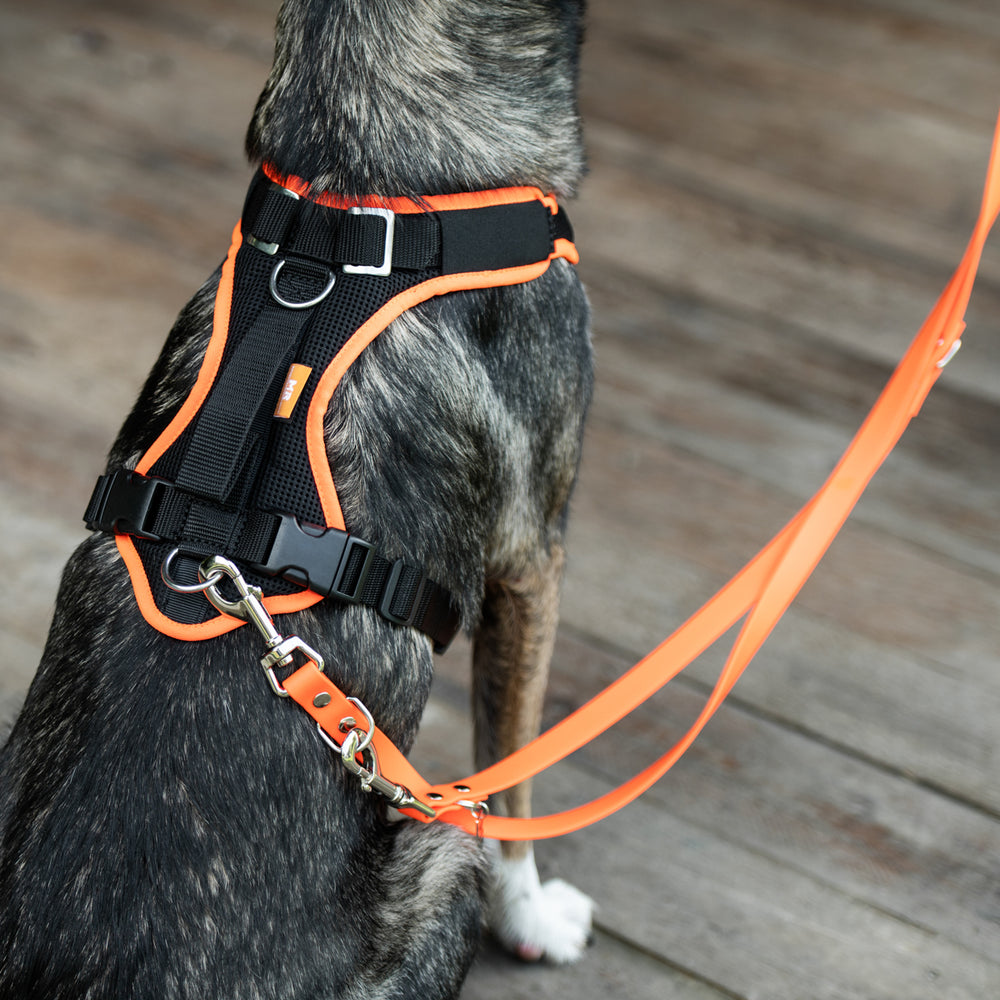 Gurtschloss - Autosicherheitsgurt für Hunde mit Karabiner – Martin
