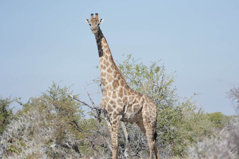 Giraffe auf Safari im Ethosha Nationalpark Namibia