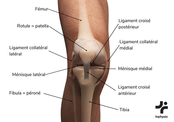 Douleur au genou au repos et pendant la nuit : La comprendre et l'apaiser -  inphysiofr