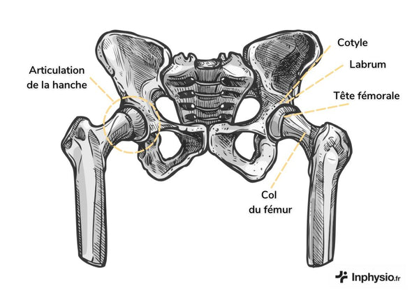 Articulation de la hanche