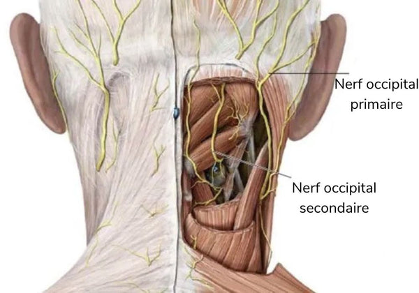 Nerf occipital