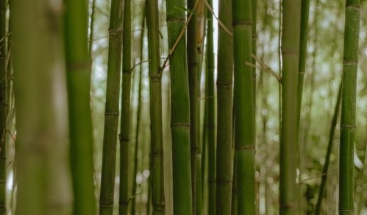 Pourquoi la fibre et le charbon de bambou sont de plus en plus utilisés pour la literie