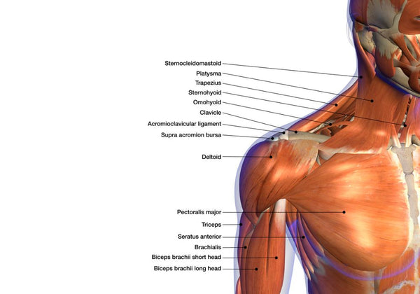 Symptômes et diagnostic de la tendinite du long biceps