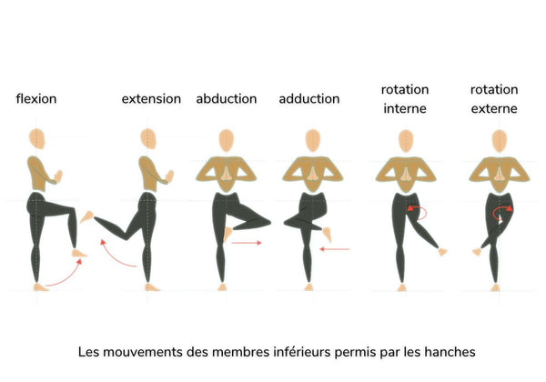 Les mouvements des membres inférieurs permis par les hanches