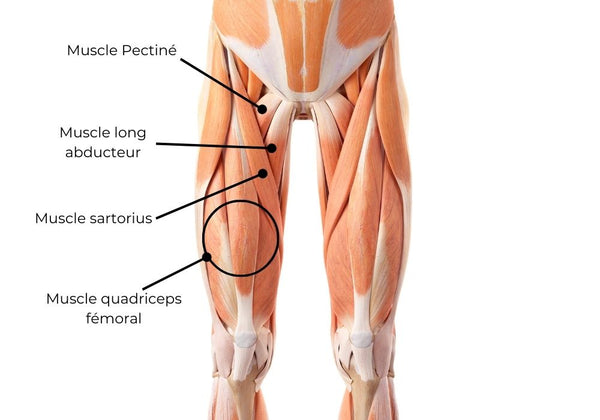 Muscles- physiologie pour comprendre la cruralgie