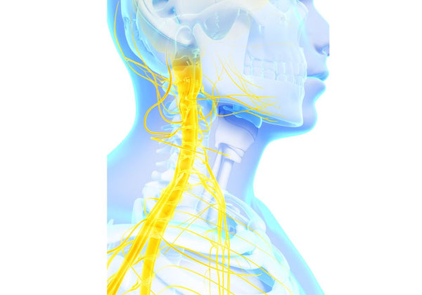 Les zones sensitives innervées par le plexus cervical