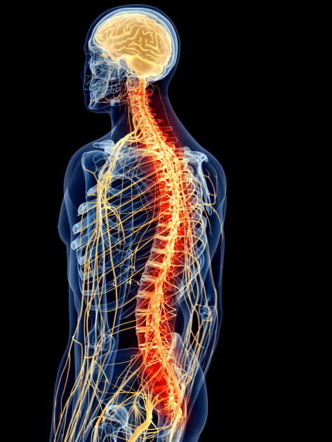 Central Nervous System