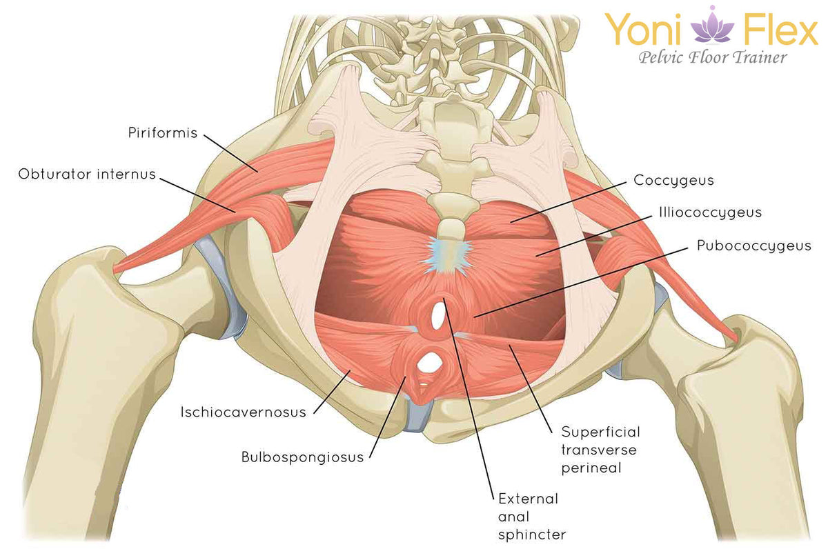 pelvic floor muscles from behind.jpg__PID:e97a4f65-fe9d-4ce8-a82e-97c9554e09ee