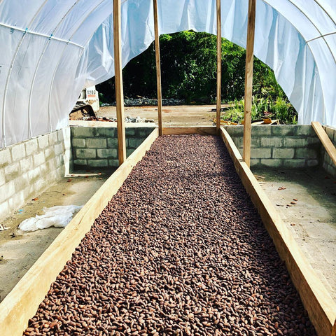 cacao beans in the drying shed
