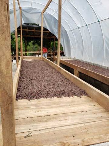 cacao beans in a drying shed