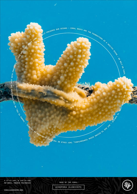 ACROPORA GLOBICEPS