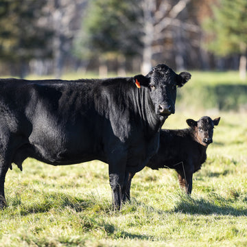 Viandes de Boucherie : les 5 meilleures races de bœuf français