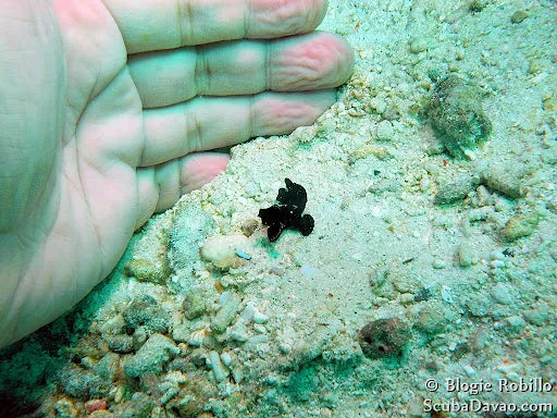 Antennarius randalli frogfish