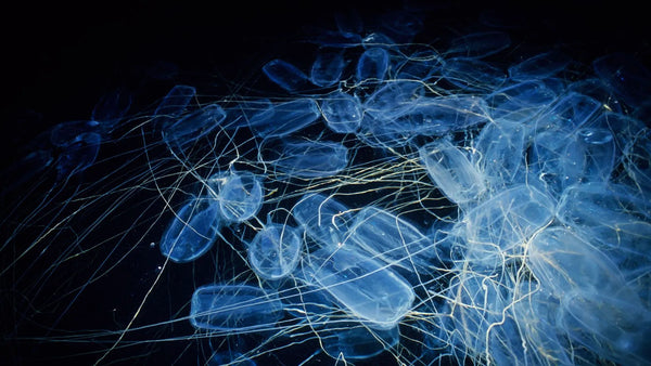 Box jellyfish (Chironex fleckeri)