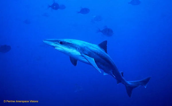 School shark  (Galeorhinus galeus)