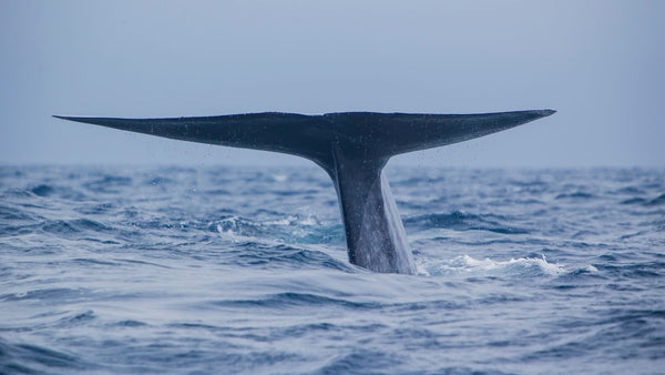 blue whale tail azores