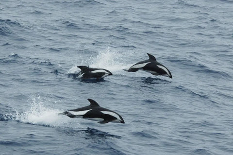 HOURGLASS DOLPHIN (LAGENORHYNCHUS CRUCIGER)