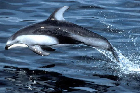 HECTOR’S DOLPHIN (CEPHALORHYNCHUS HECTORI)