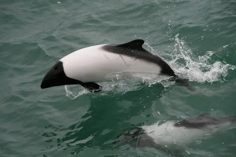 COMMERSON’S DOLPHIN (CEPHALORHYNCHUS COMMERSONII)