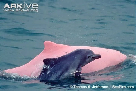 CHINESE WHITE DOLPHIN (SOUSA CHINENSIS)