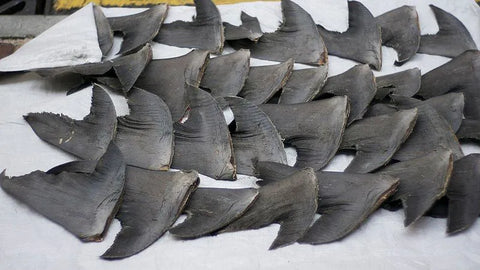 shark fin market