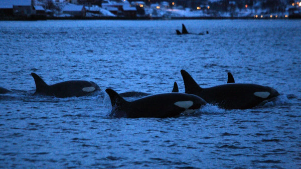 Tromso orcas