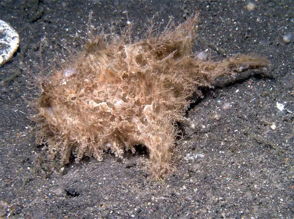 hairy frogfish