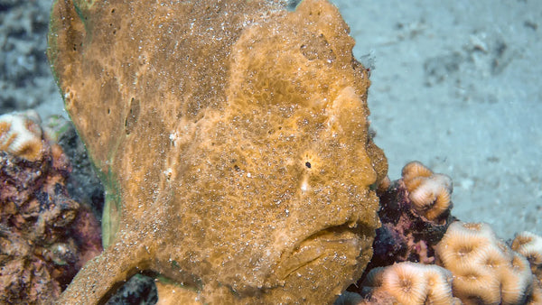 Giant frogfish (Antennarius commerson)