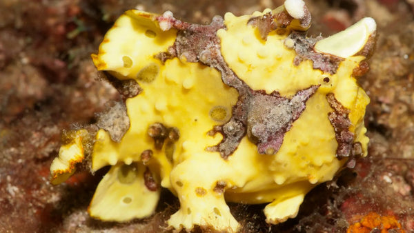 Warty frogfish (Antennarius maculatus)