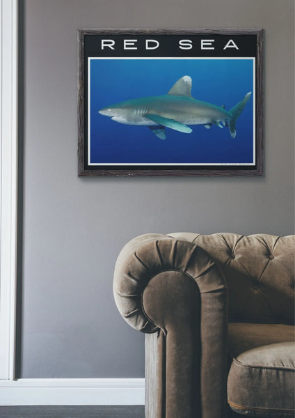 Red Sea Shark Poster