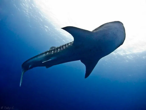 mozambique whale shark