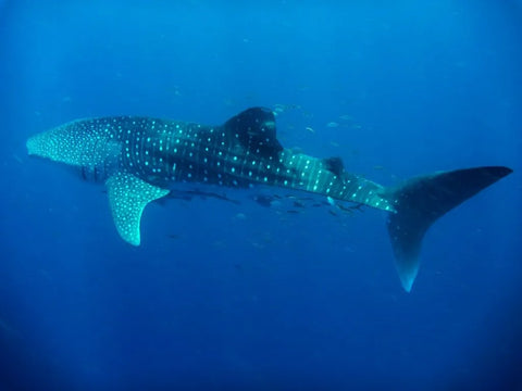 ningaloo reef whale sharks