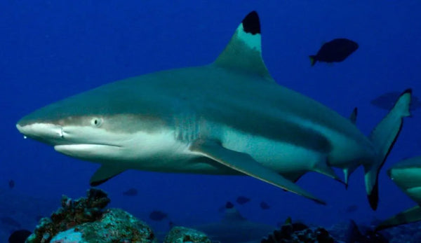 Spinner shark (Carcharhinus brevipinna)