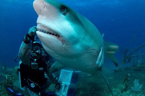 bahamas reef shark
