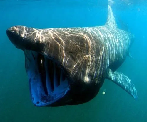 Basking shark (Cetorhinus maximus)