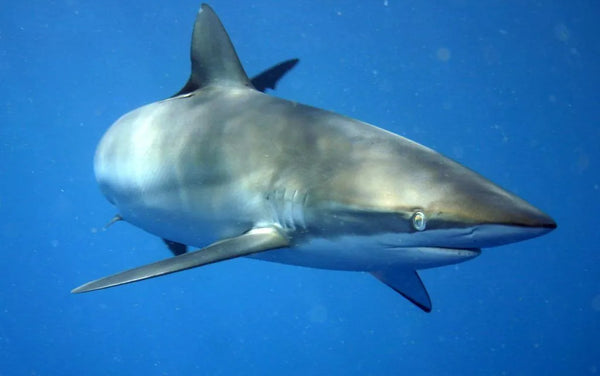 silky shark Carcharhinus falciformis