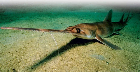 BAHAMAS SAWSHARK (PRISTIOPHORUS SCHROEDERI)