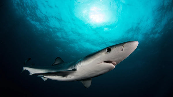 blue shark in south africa
