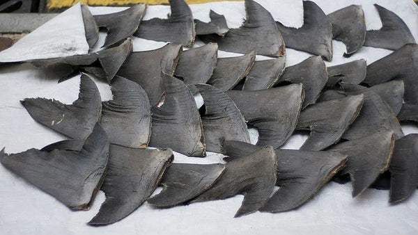 shark fins market