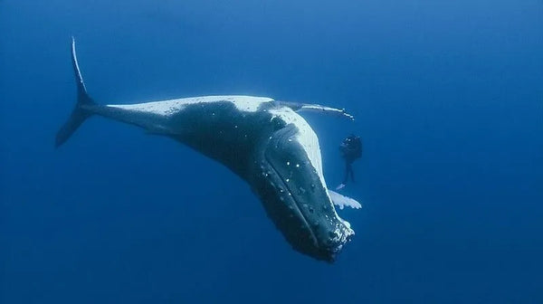 ballena jorobada