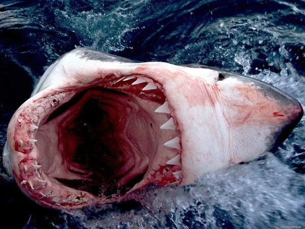 white shark mouth